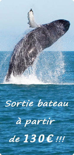 sortie bateau reunion 100€